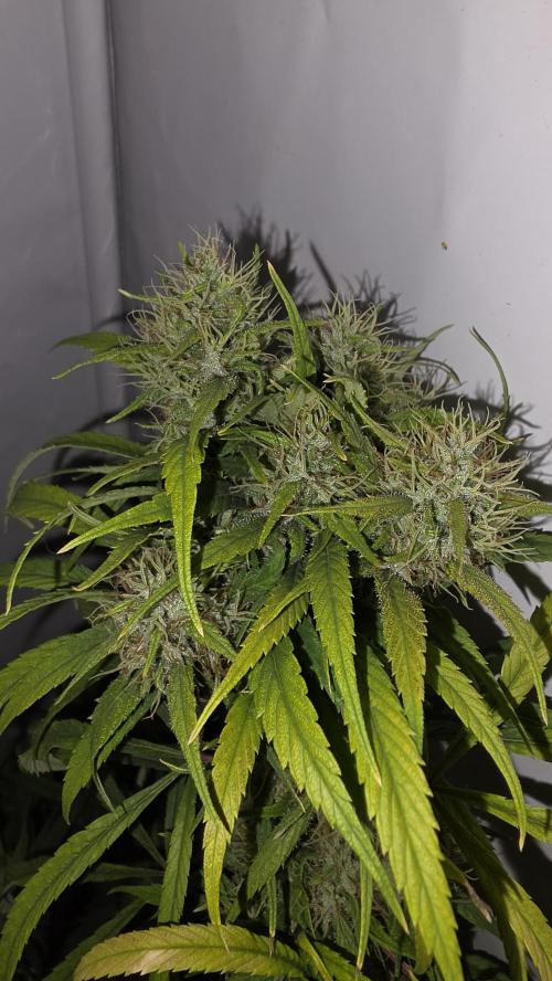 ACE once again. 3x Super Malawi Haze. Week 18 - SMH 2 Day 115