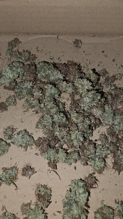 ACE once again. 3x Super Malawi Haze. Week 17 - Dry