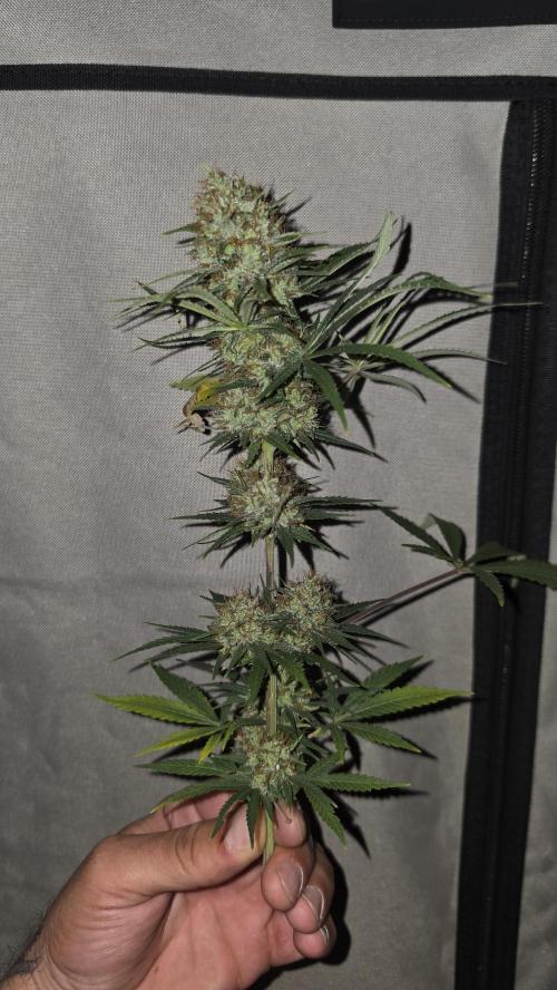 ACE once again. 3x Super Malawi Haze. Week 19 - Harvest 