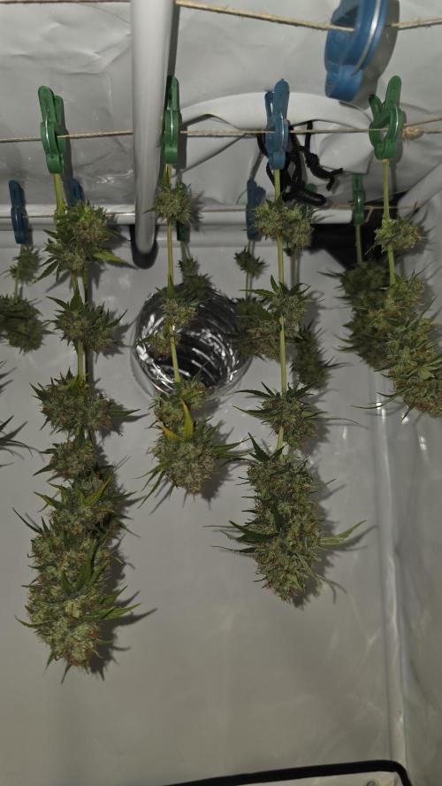 ACE once again. 3x Super Malawi Haze. Week 19 - Harvest