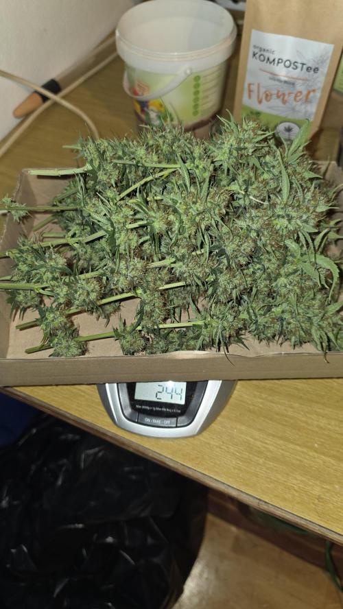 ACE once again. 3x Super Malawi Haze. Week 19 - Harvest
