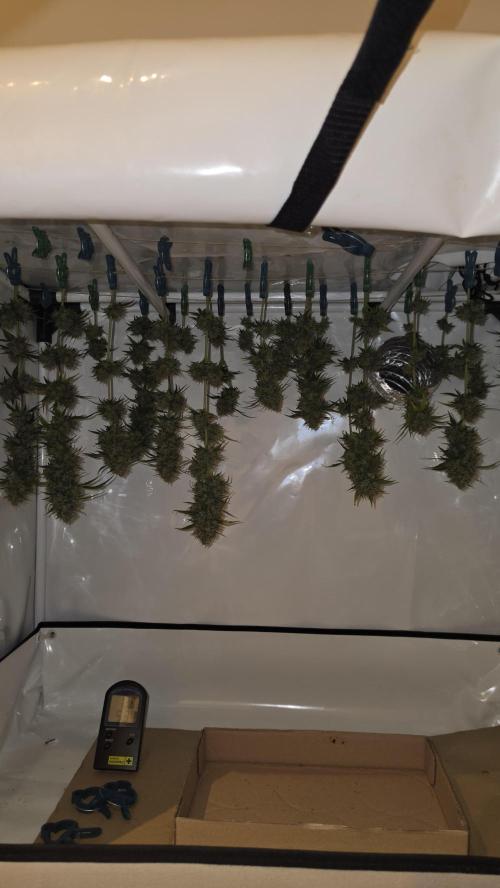 ACE once again. 3x Super Malawi Haze. Week 19 - Harvest