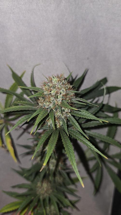 ACE once again. 3x Super Malawi Haze. Week 19 - Harvest
