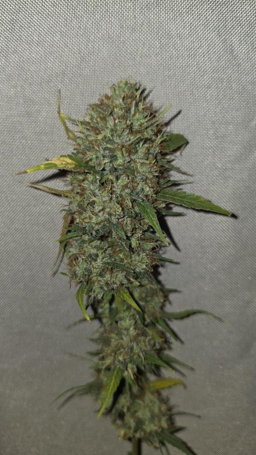 ACE once again. 3x Super Malawi Haze. Week 19 - Harvest