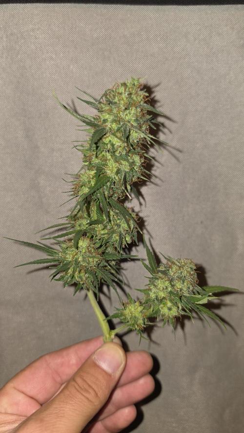 ACE once again. 3x Super Malawi Haze. Week 19 - Harvest