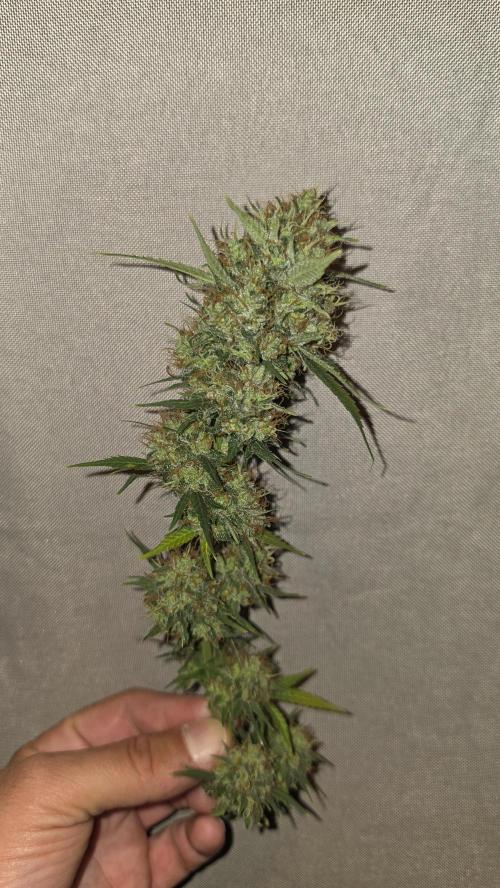 ACE once again. 3x Super Malawi Haze. Week 19 - Harvest