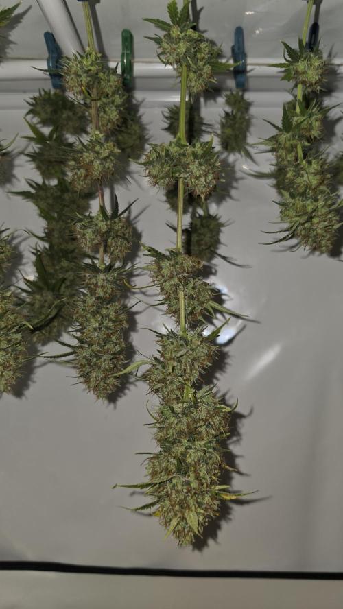ACE once again. 3x Super Malawi Haze. Week 19 - Harvest