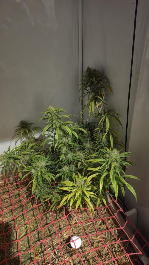 ACE once again. 3x Super Malawi Haze. Week 20 - SMH 3 Day 120