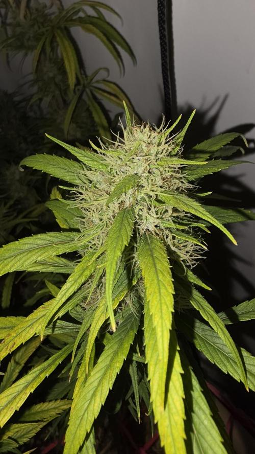 ACE once again. 3x Super Malawi Haze. Week 20 - SMH 3 Day 120