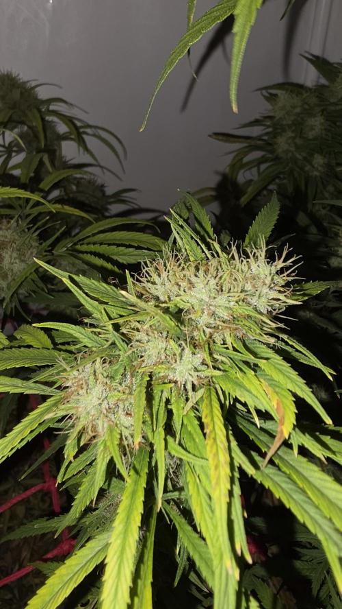 ACE once again. 3x Super Malawi Haze. Week 20 - SMH 3 Day 120