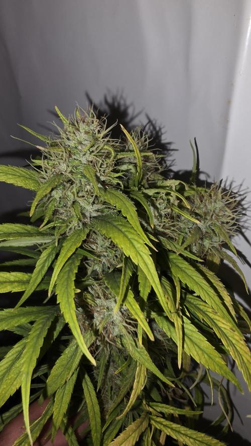 ACE once again. 3x Super Malawi Haze. Week 20 - SMH 3 Day 120