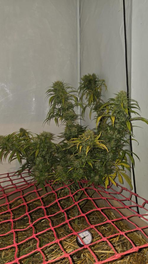 ACE once again. 3x Super Malawi Haze. Week 20 - SMH 3 Day 122