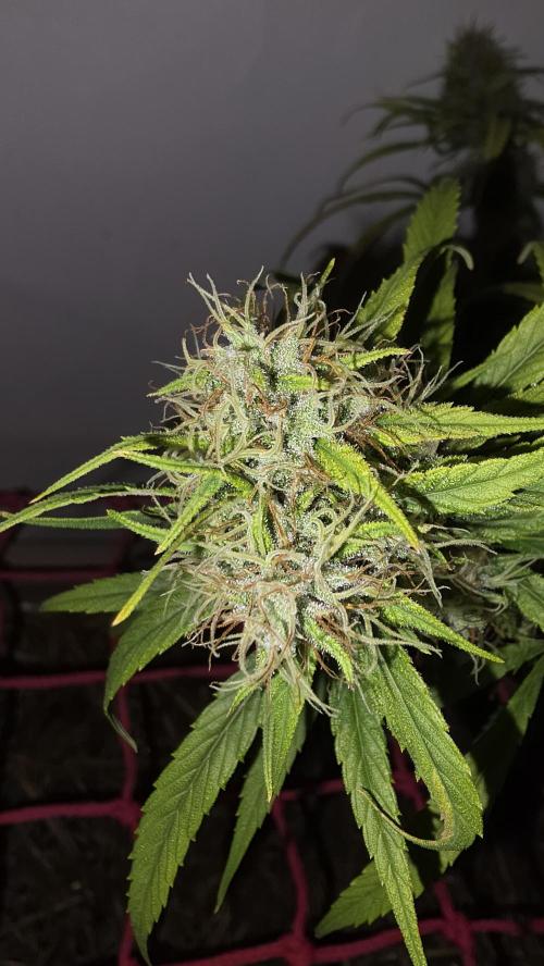 ACE once again. 3x Super Malawi Haze. Week 20 - SMH 3 Day 122