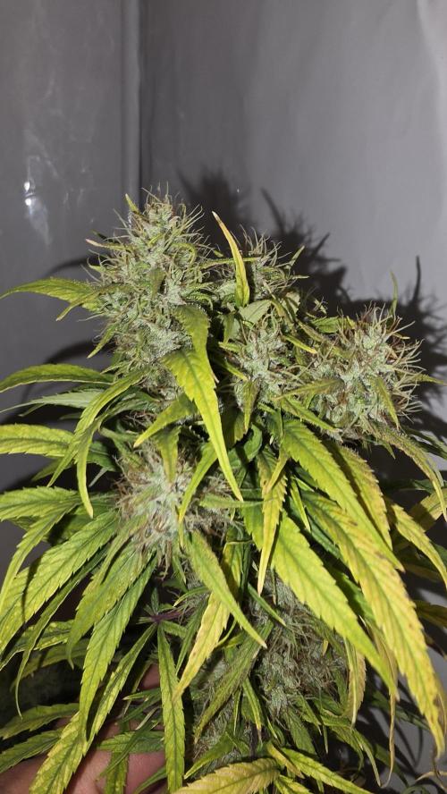 ACE once again. 3x Super Malawi Haze. Week 20 - SMH 3 Day 122