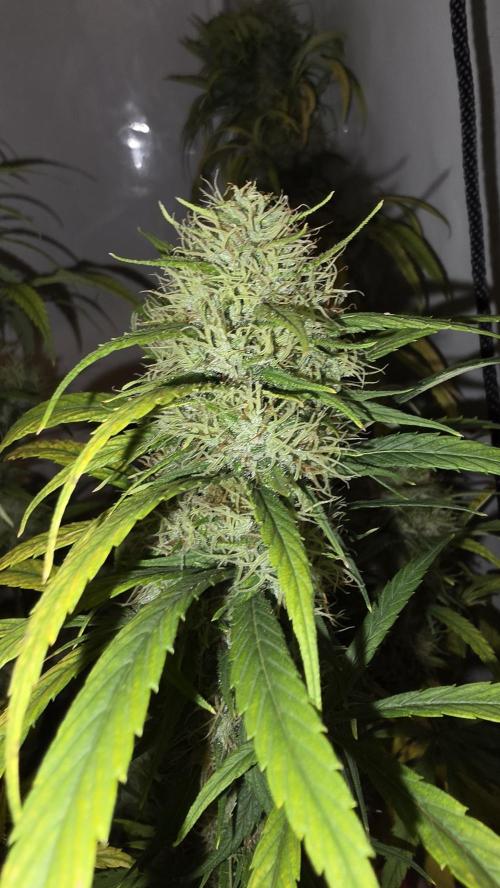 ACE once again. 3x Super Malawi Haze. Week 20 - SMH 3 Day 122