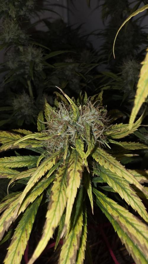 ACE once again. 3x Super Malawi Haze. Week 20 - SMH 3 Day 122