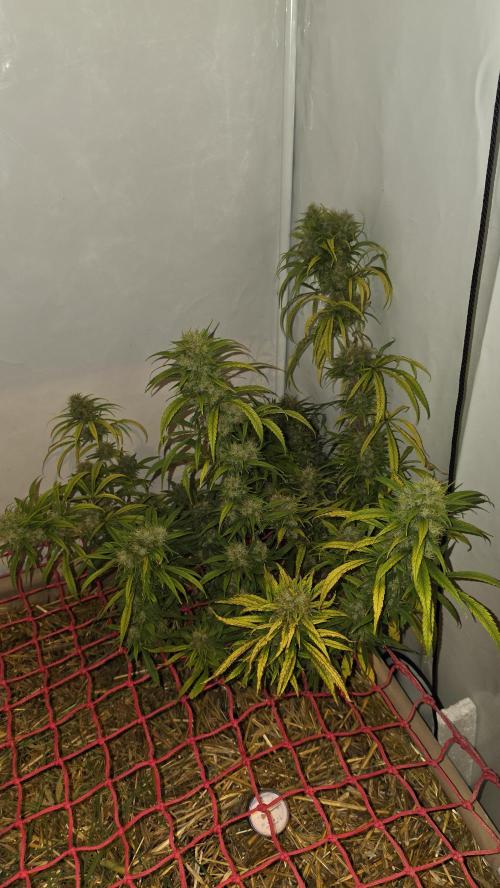 ACE once again. 3x Super Malawi Haze. Week 20 - SMH 3 Day 122