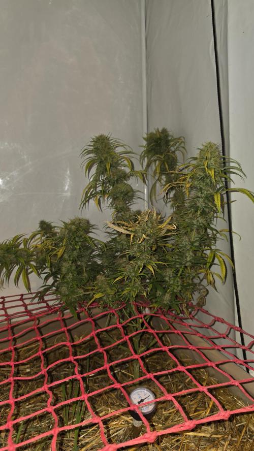 ACE once again. 3x Super Malawi Haze. Week 21 - SMH 3 Day 126