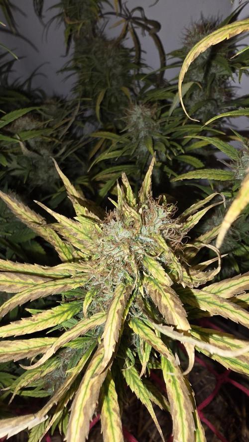 ACE once again. 3x Super Malawi Haze. Week 21 - SMH 3 Day 126