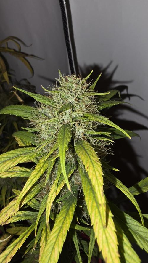 ACE once again. 3x Super Malawi Haze. Week 21 - SMH 3 Day 126