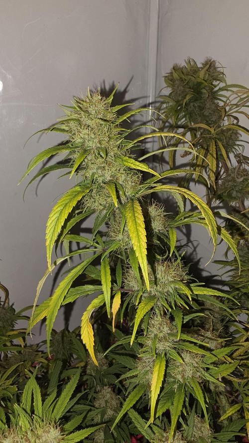 ACE once again. 3x Super Malawi Haze. Week 21 - SMH 3 Day 126
