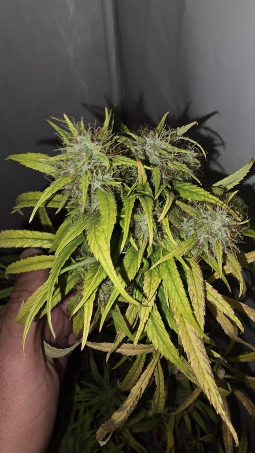 ACE once again. 3x Super Malawi Haze. Week 21 - SMH 3 Day 126