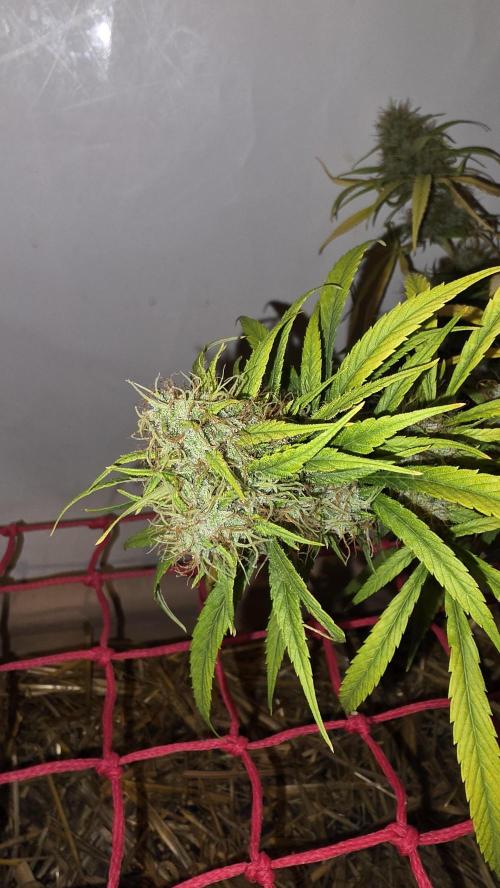 ACE once again. 3x Super Malawi Haze. Week 21 - SMH 3 Day 126