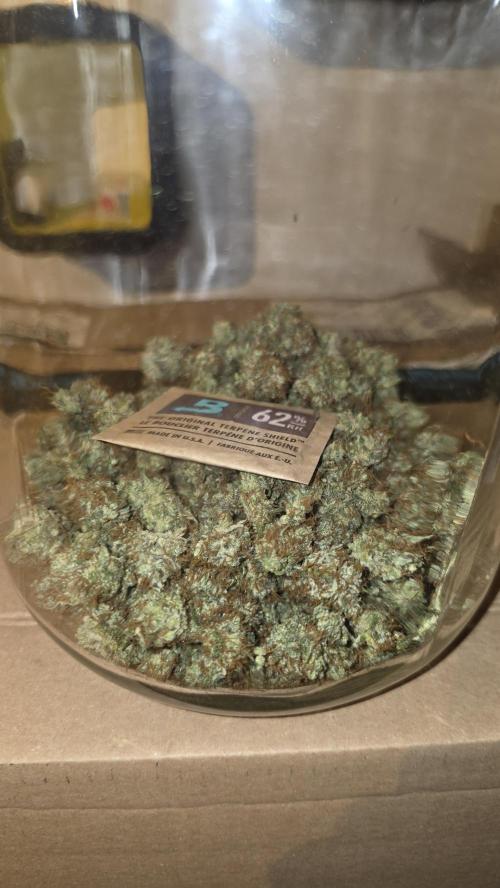 ACE once again. 3x Super Malawi Haze. Week 19 - Dry