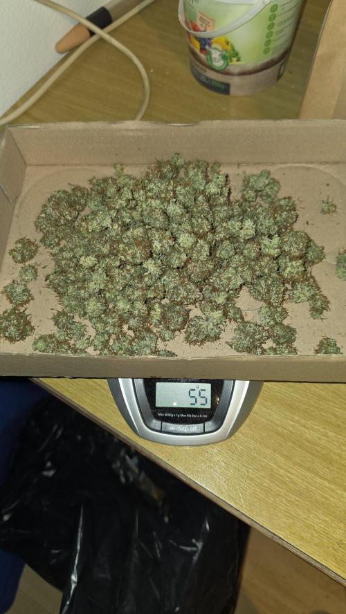 ACE once again. 3x Super Malawi Haze. Week 19 - Dry