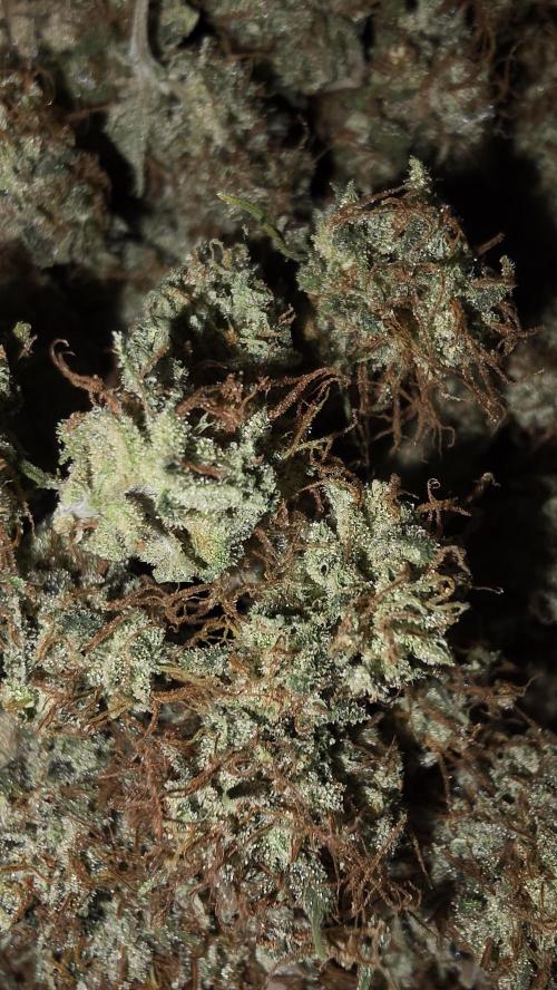 ACE once again. 3x Super Malawi Haze. Week 19 - Dry