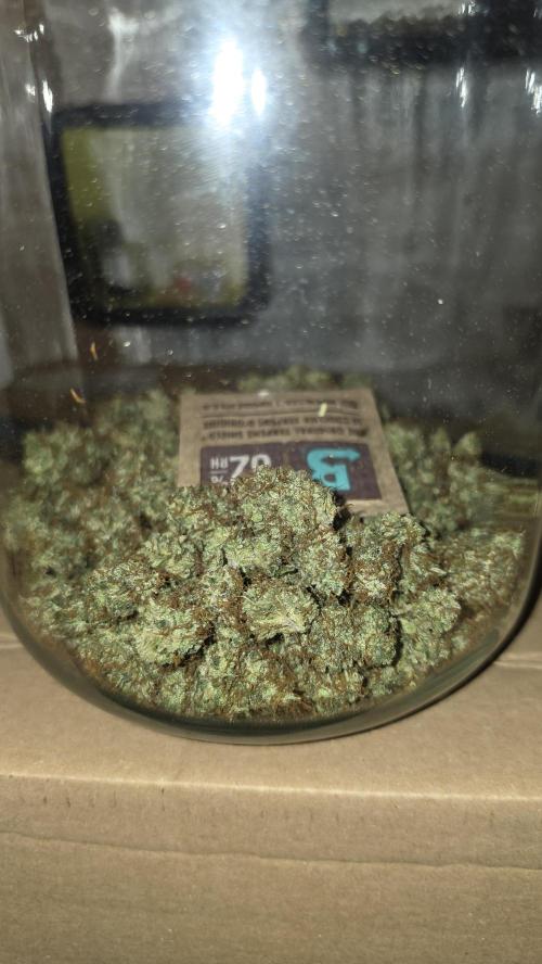 ACE once again. 3x Super Malawi Haze. Week 19 - Dry