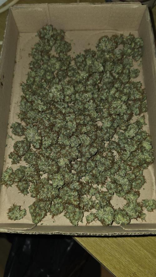 ACE once again. 3x Super Malawi Haze. Week 19 - Dry