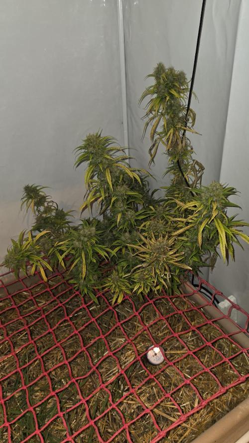 ACE once again. 3x Super Malawi Haze. Week 21 - SMH 3 Day 130
