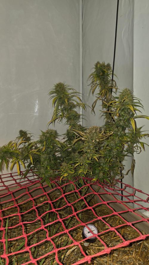 ACE once again. 3x Super Malawi Haze. Week 21 - SMH 3 Day 130
