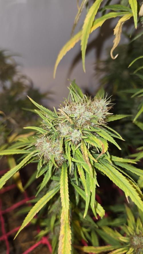 ACE once again. 3x Super Malawi Haze. Week 21 - SMH 3 Day 130