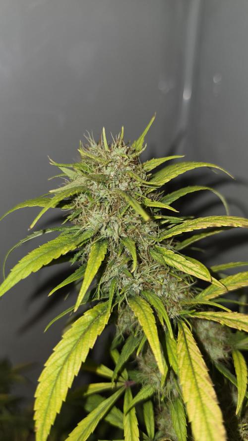 ACE once again. 3x Super Malawi Haze. Week 21 - SMH 3 Day 130