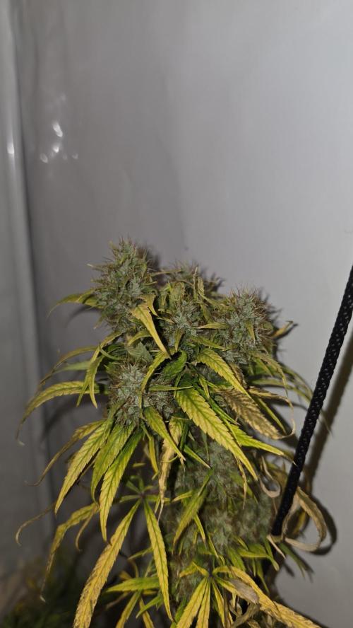 ACE once again. 3x Super Malawi Haze. Week 21 - SMH 3 Day 130