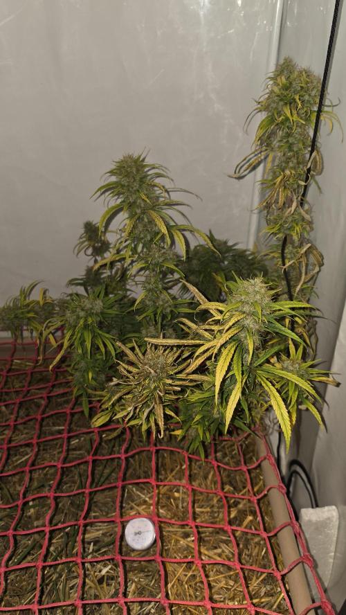 ACE once again. 3x Super Malawi Haze. Week 22 - SMH 3 Day 133