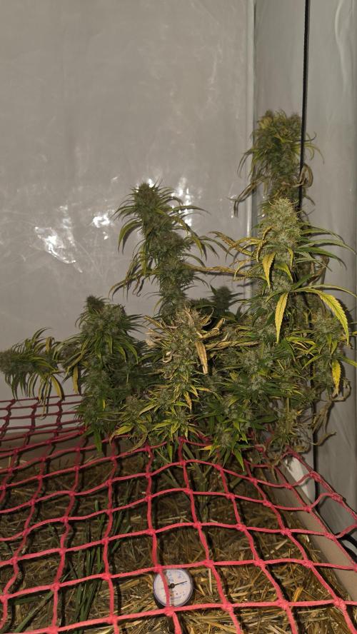 ACE once again. 3x Super Malawi Haze. Week 22 - SMH 3 Day 133