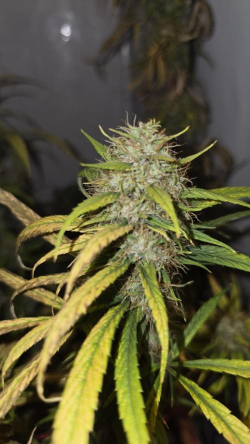 ACE once again. 3x Super Malawi Haze. Week 22 - SMH 3 Day 133
