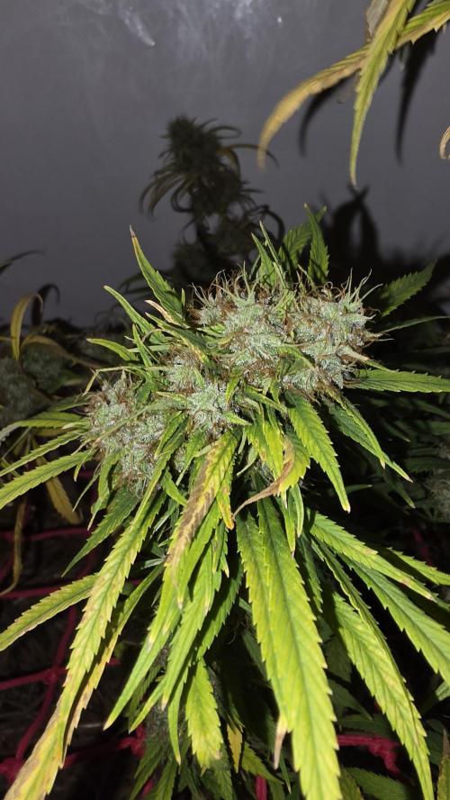 ACE once again. 3x Super Malawi Haze. Week 22 - SMH 3 Day 133