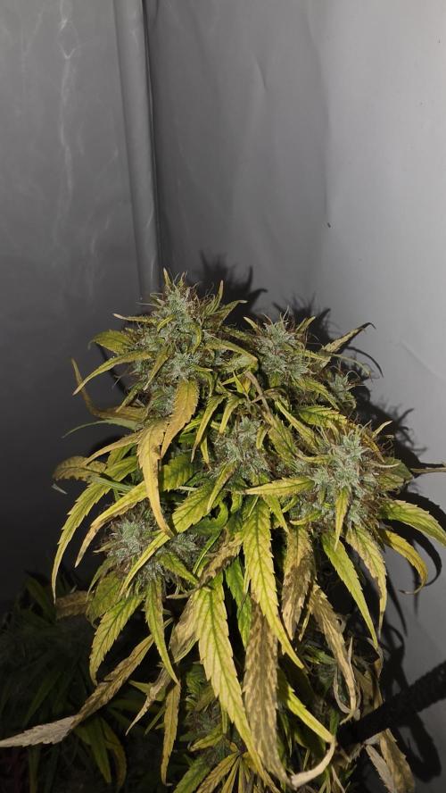 ACE once again. 3x Super Malawi Haze. Week 22 - SMH 3 Day 133