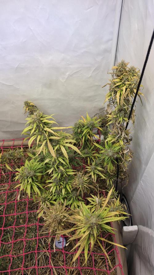 ACE once again. 3x Super Malawi Haze. Week 23 - Day 140 Harvest 