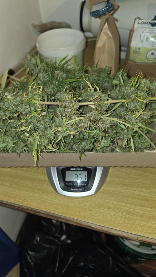 ACE once again. 3x Super Malawi Haze. Week 23 - Day 140 Harvest