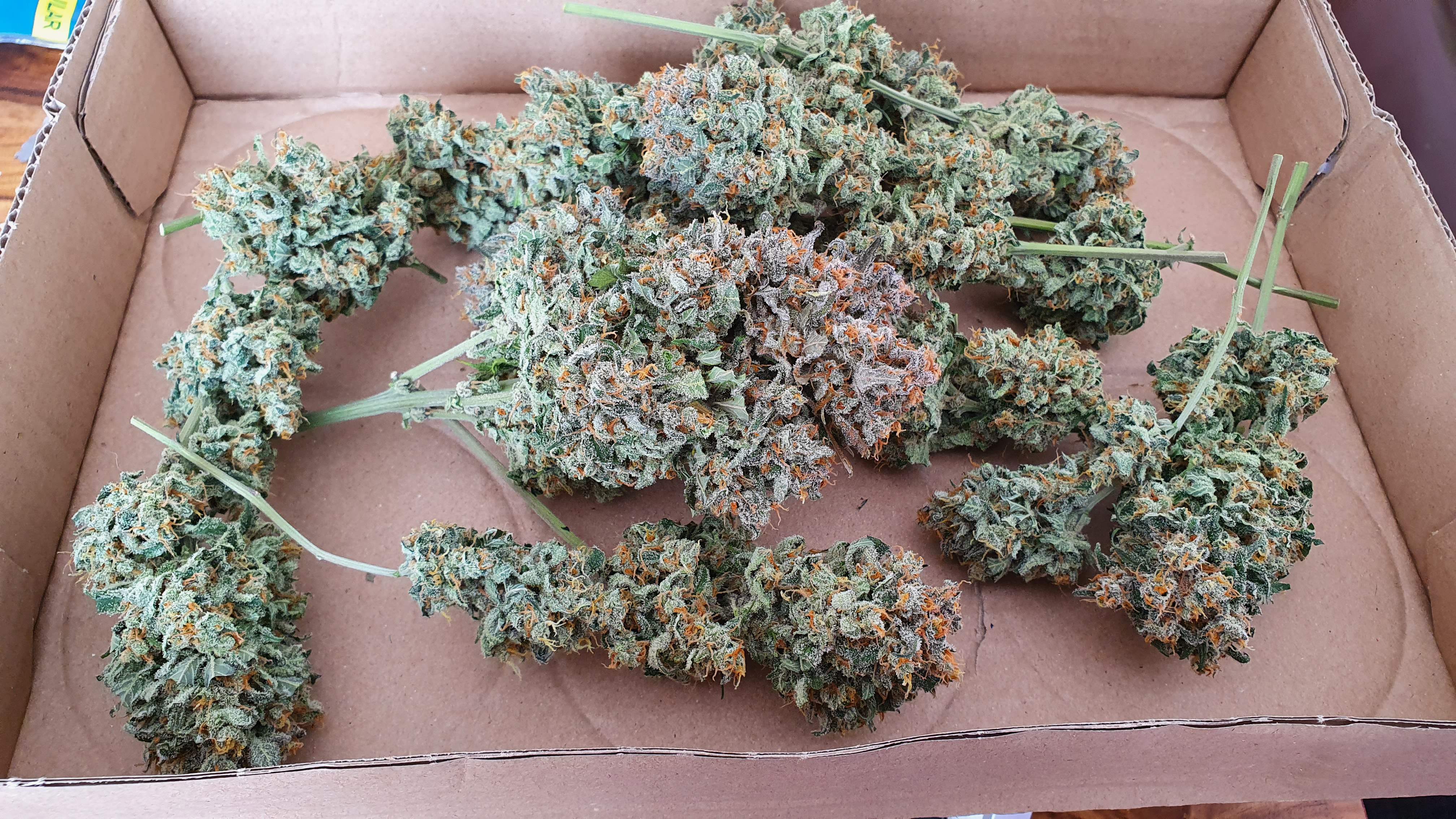 Sweet Seeds Jack 47 XL Auto® grow diary (journal) harvest11 by