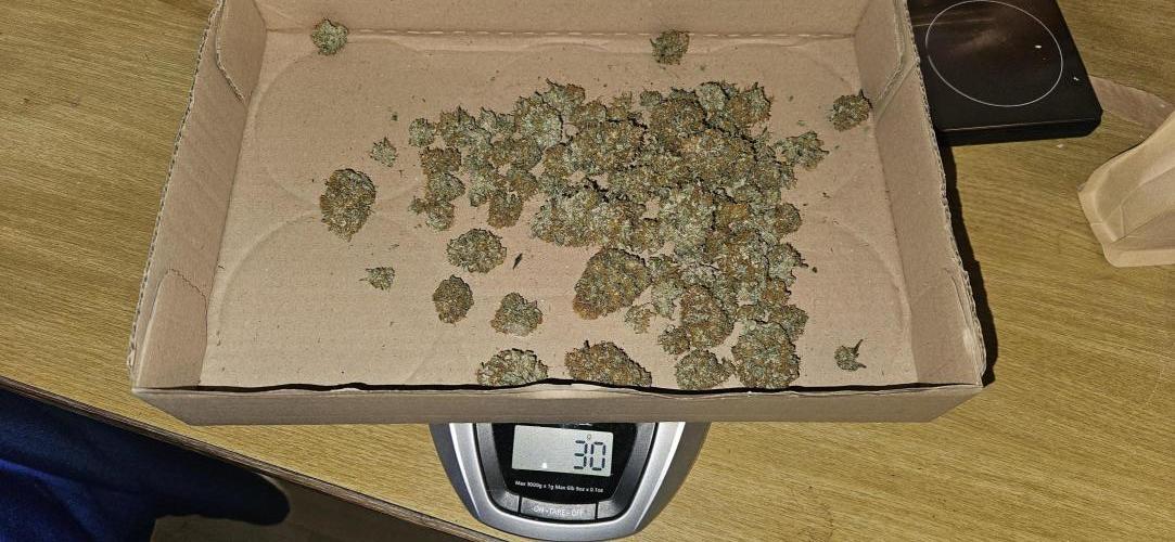 Green Poison SweetSeeds-ACE Zamaldelica. Week 18