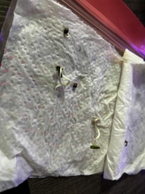 Ganja Farmer Seedtest Run. Week 0 - Keimung 