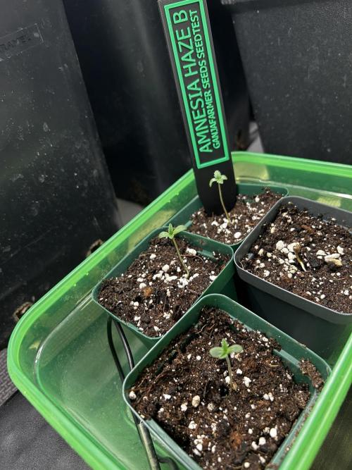 Ganja Farmer Seedtest Run. Week 0 - Stolz auf die kleinen 
