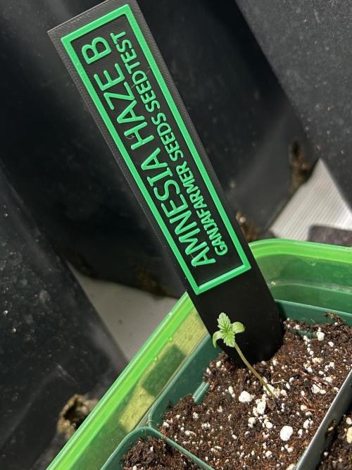 Ganja Farmer Seedtest Run. Week 0