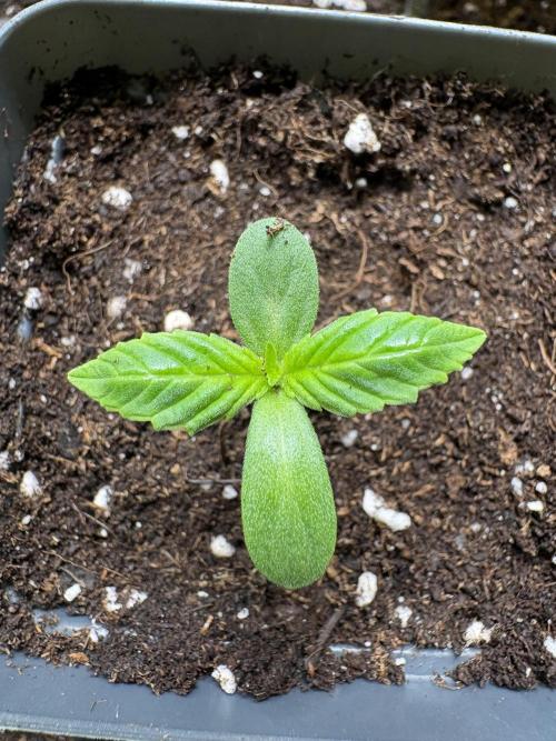 Northern Light Auto. Week 1 - #1